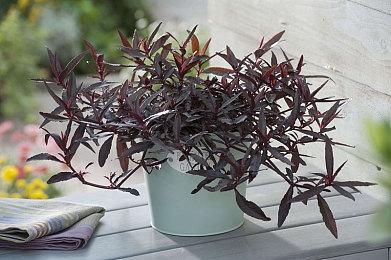 《国王的恩赐2》发布不老美女凯瑟琳介绍视频